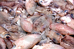 Raw squid fresh catch from sea