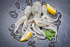 Raw squid on ice with lemon on the dark plate seafood market - fresh squids octopus or cuttlefish for cooked food salad restaurant