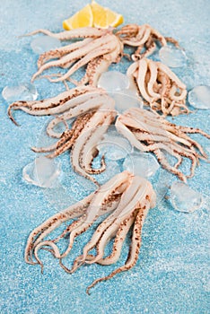 Raw squid tentacles with ice on a concrete background