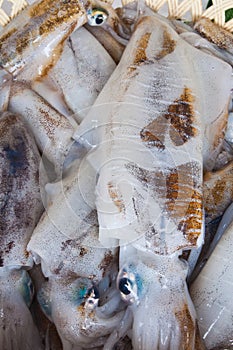 Raw squids in ice for cooking