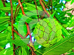 Raw srikaya fruits hanging on the tree