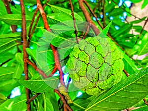 Raw srikaya fruits hanging on the tree photo