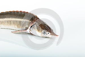 raw sturgeon fish is on white background