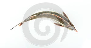 Raw sturgeon fish is on white background