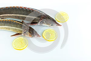 Raw sturgeon fish is on white background