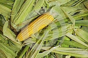 Raw sweet corn on husk background