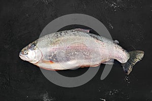 Raw tasmanian ocean trout on black background