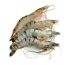 Raw tiger shrimps