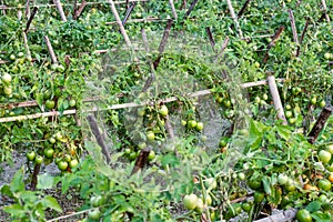 Raw tomato field with growing fresh organic tomatoes