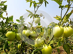 Raw tomatoes in farm closeup shot