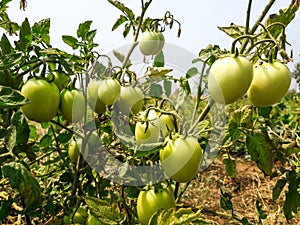 Raw tomatoes in farm closeup shot