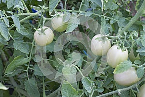 Raw tomatoes tree on nature background.