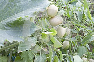 Raw tomatoes tree on nature background.