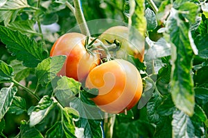 Raw tomatoes on the tree