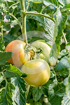 Raw tomatoes on the tree