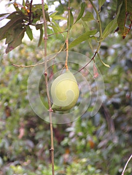 Raw Totapuri mango on a tree.(Selective focus) photo