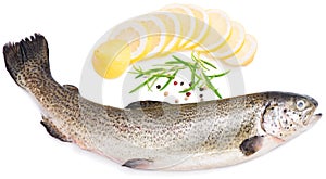 Raw trout