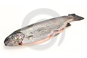 Raw trout fish isolated on white