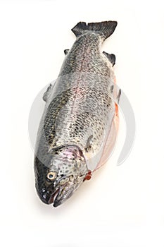 Raw trout fish isolated on white