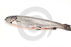 Raw trout fish isolated on white