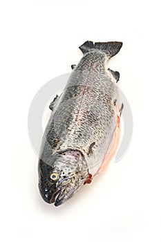 Raw trout fish isolated on white