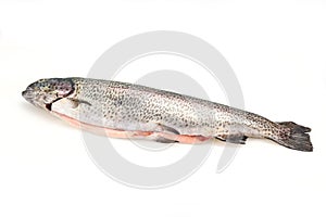 Raw trout fish isolated on white