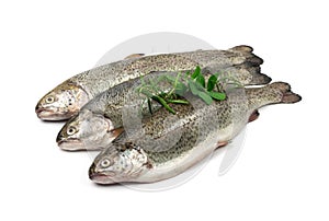 Raw Trout Isolated