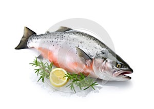 Raw trout isolated. Fresh cutthroat, steelhead fish, whole rainbow trout, trutta, fario