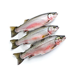 Raw trout isolated. Fresh cutthroat, steelhead fish, whole rainbow trout, trutta, fario