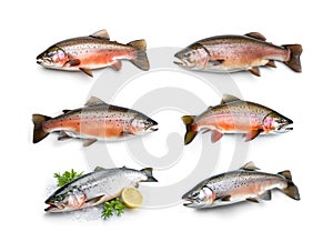 Raw trout isolated. Fresh cutthroat, steelhead fish, whole rainbow trout, trutta, fario photo