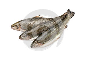 Raw Trout Isolated