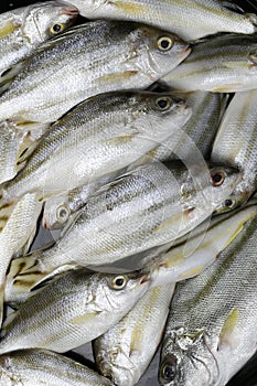 Raw Trumpeter or Grunter fish of ingredients for cooking.