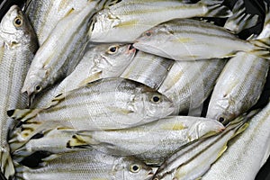 Raw Trumpeter or Grunter fish of ingredients for cooking.