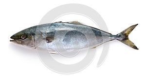 Raw tuna fish