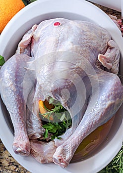 A raw turkey being prepared for Thanksgiving or a Christmas dinner