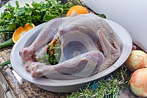 A raw turkey being prepared for Thanksgiving or a Christmas dinner