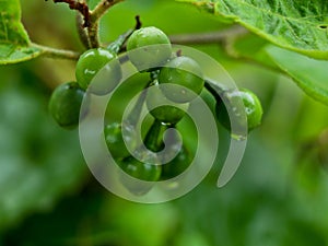 Raw Turkey berries or pea eggplant fruits known as Solanum torvum