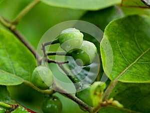 Raw Turkey berries or pea eggplant fruits known as Solanum torvum