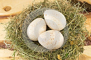 Raw turkey eggs in a nest