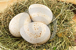 Raw turkey eggs in a nest