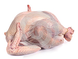 Raw turkey, side view