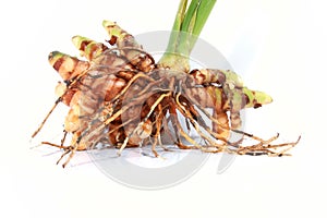 Raw turmeric plant with roots