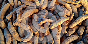 Raw turmeric roots isolated at yellow color