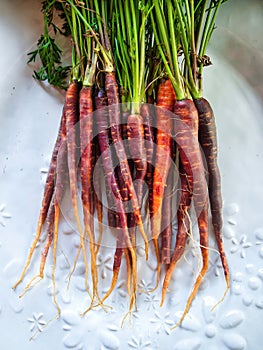 Raw and Ugly Organic Carrots with Attached Stem
