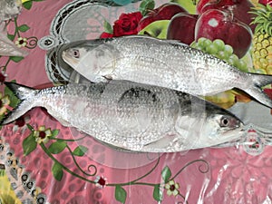 Raw uncooked Hilsa or terubok, popular Bengali fish