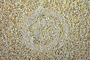 Raw uncooked rice grains after the removable of rice hulls  or husks