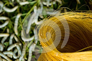 Raw, unprocessed silk yarn