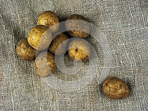 Raw unwashed potatoes pile isolated on rough sacking material