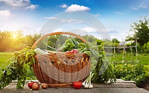 Raw vegetable in wicker basket