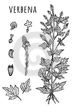 Raw verbena herb medical set